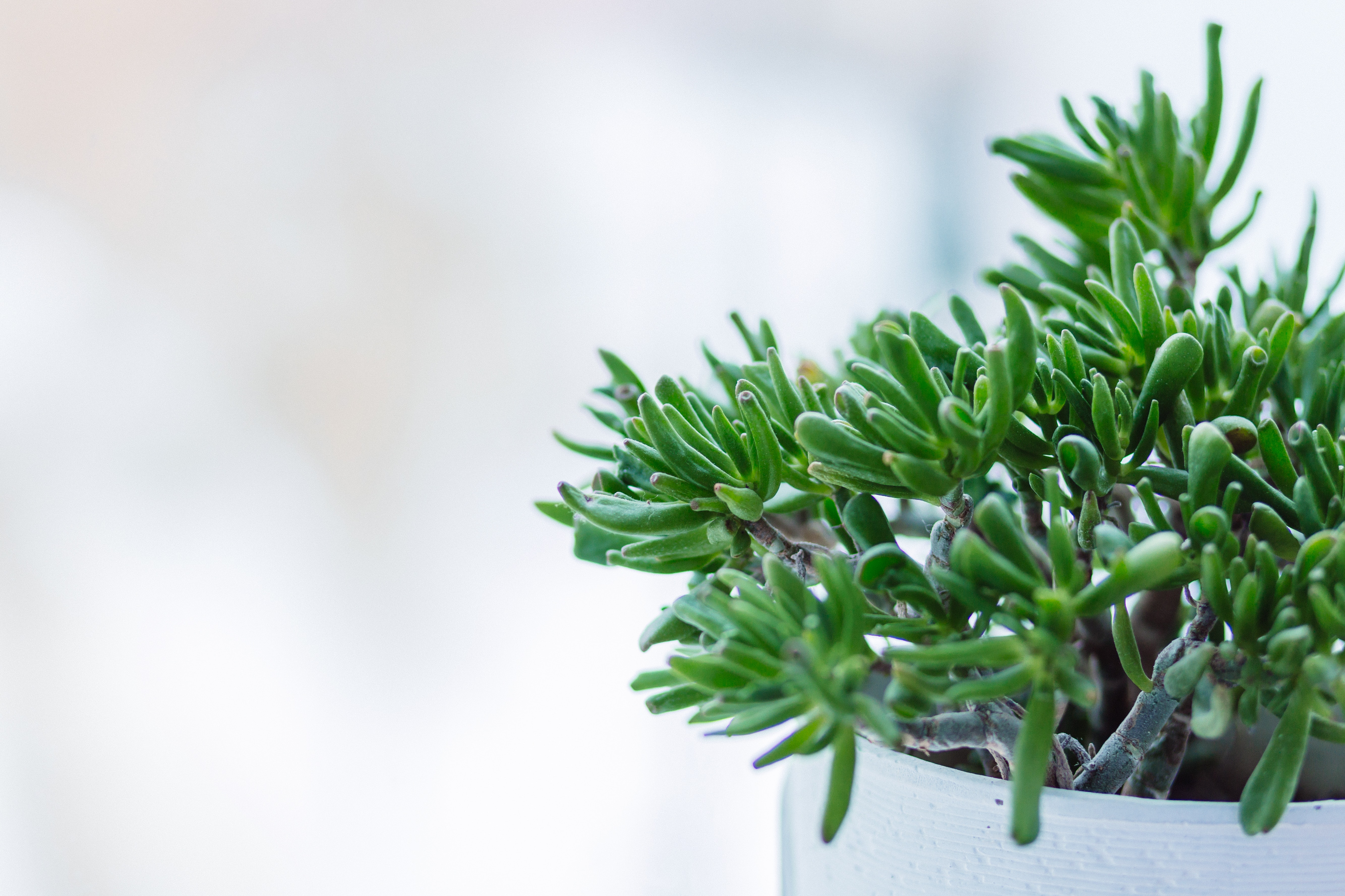 Indoor Plants that helps improve the air quality of your home